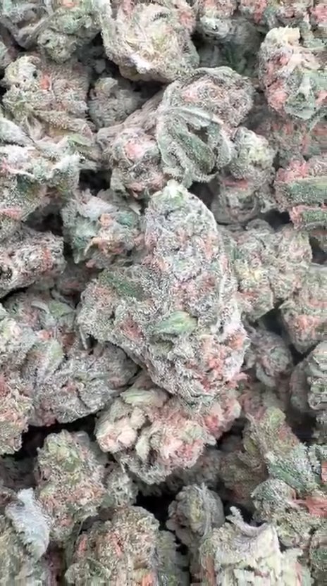 Razzberry Dream Littles - Bulk Littles - Indica