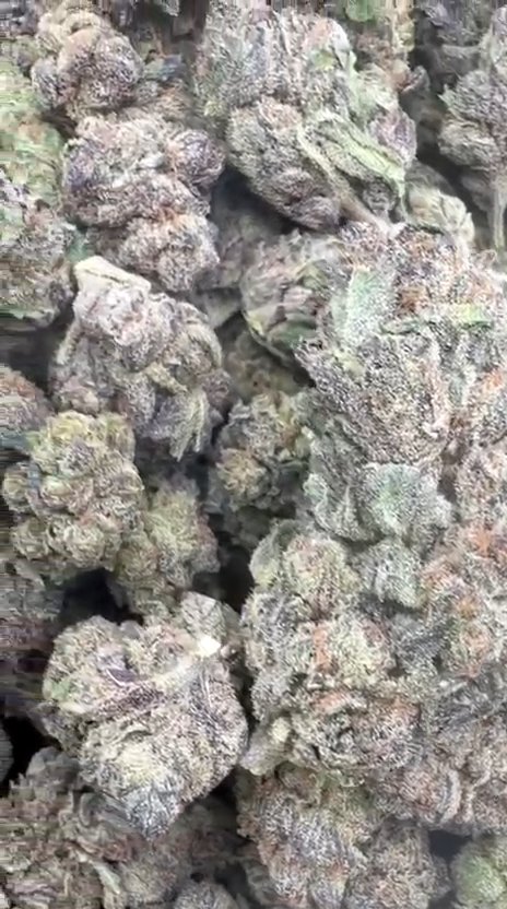 Red Velvet Indoor - Bulk - Hybrid