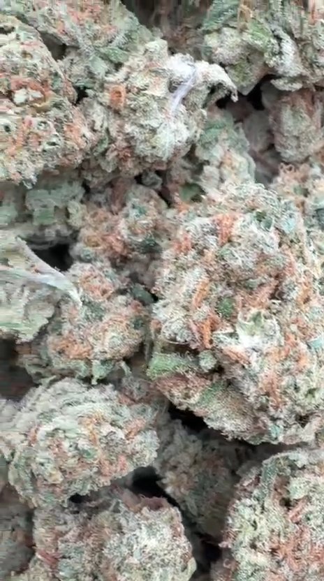 Super Lemon Haze Indoor - Bulk - Sativa