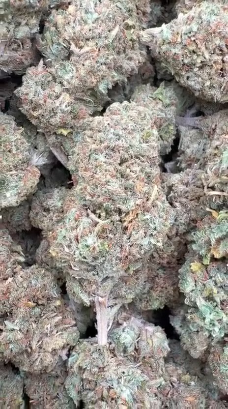 Super Lemon Haze - Bulk - Sativa