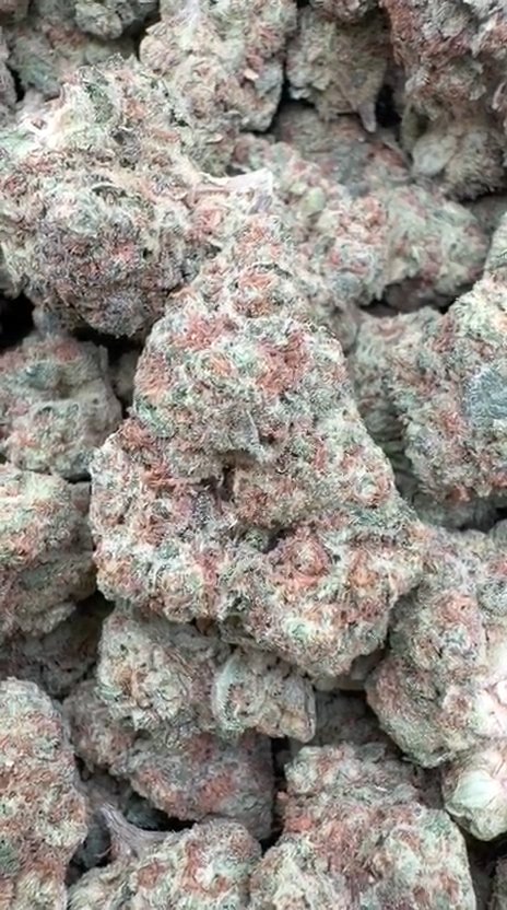 SinMint Cookies - Bulk - Indica