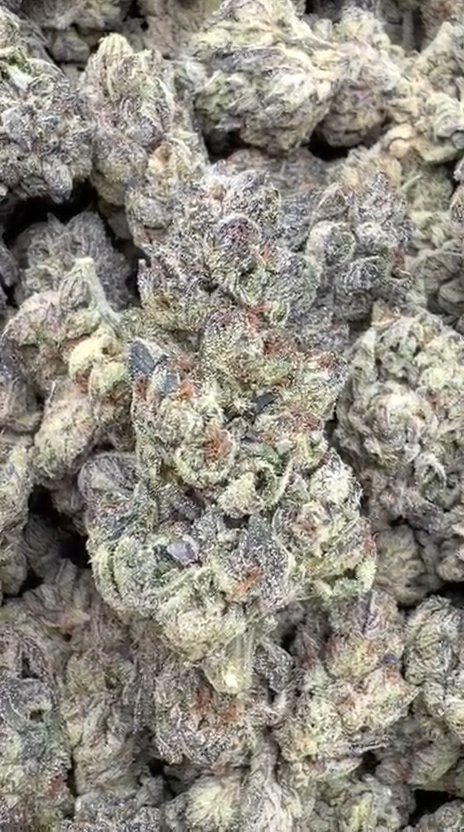 Slurricane - Bulk - Indica