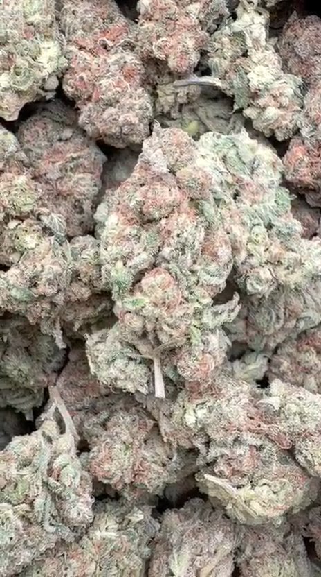 Space Runtz - Bulk - Hybrid