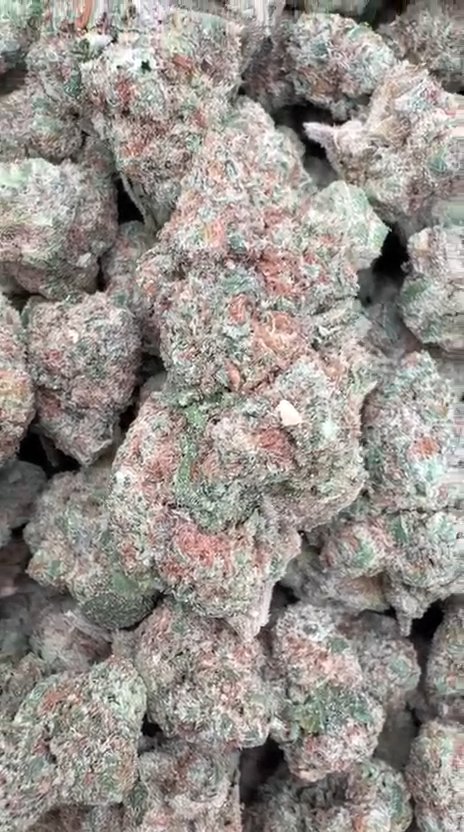 Sugar Cookies - Bulk - Indica