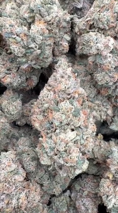 Toad Venom Indoor - Bulk - Hybrid
