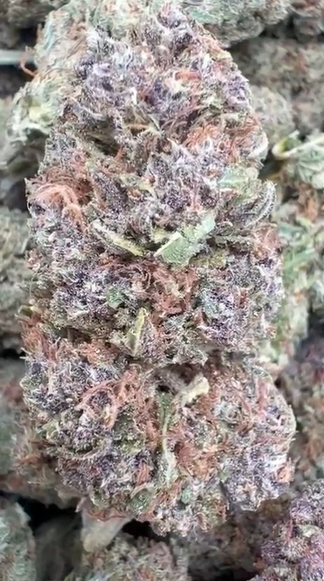 Trainwreck - Bulk - Hybrid