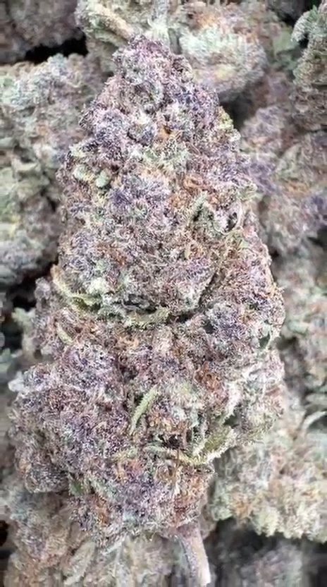 Trop Cherry - Bulk - Sativa