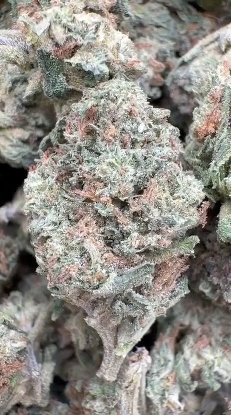 UK Cheese Littles - Bulk Littles - Hybrid