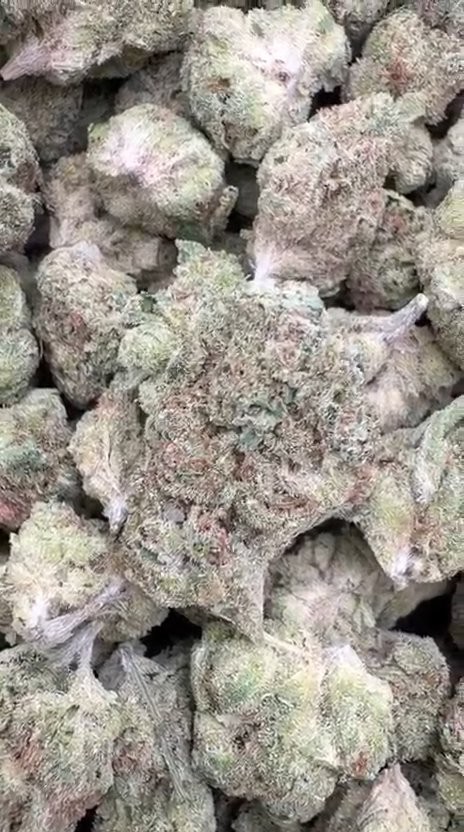 Banjo Mediums - Bulk Mediums - Sativa