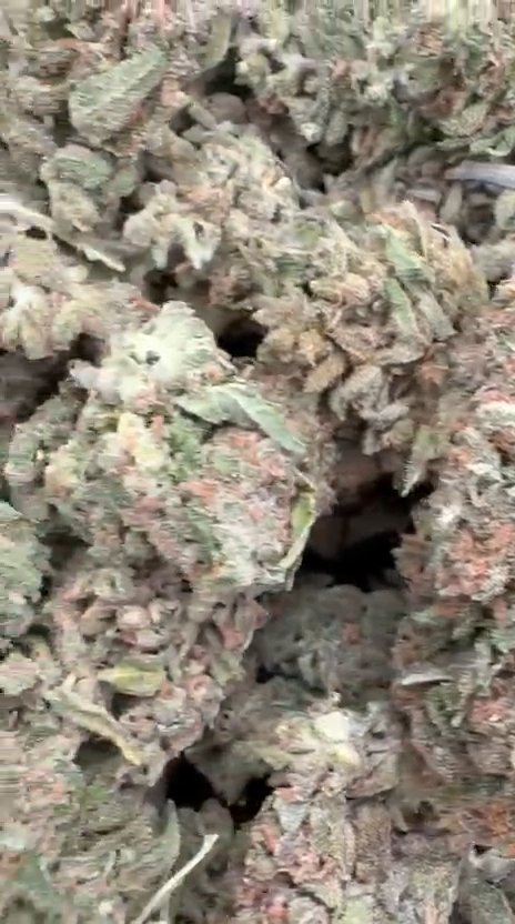 Halle Berry - Bulk - Hybrid