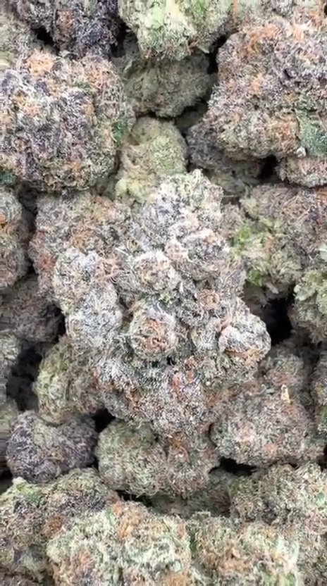 Versace Indoor - Bulk - Hybrid