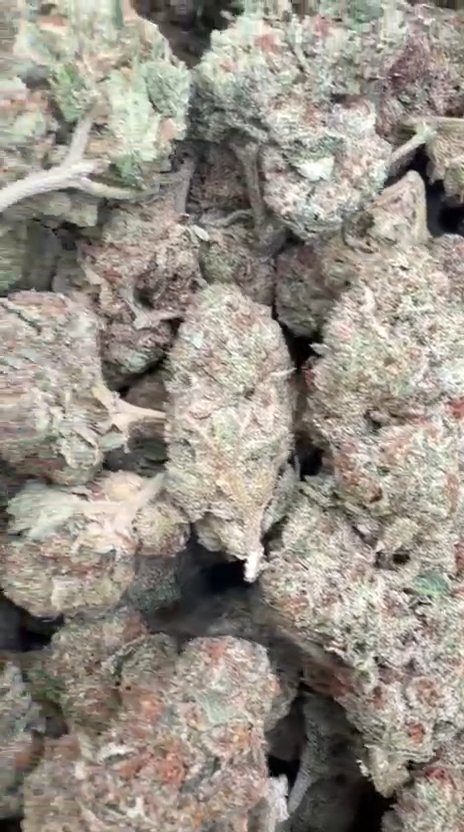 White Nerds - Bulk - Hybrid