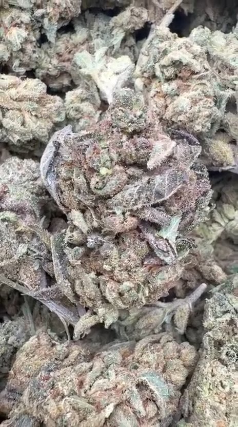 Watermelon Runtz - Bulk - Indica