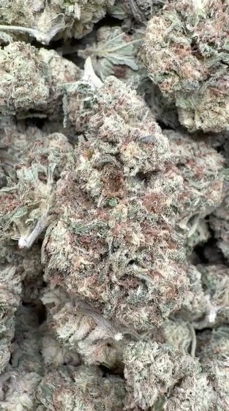Wedding Crasher - Bulk - Hybrid