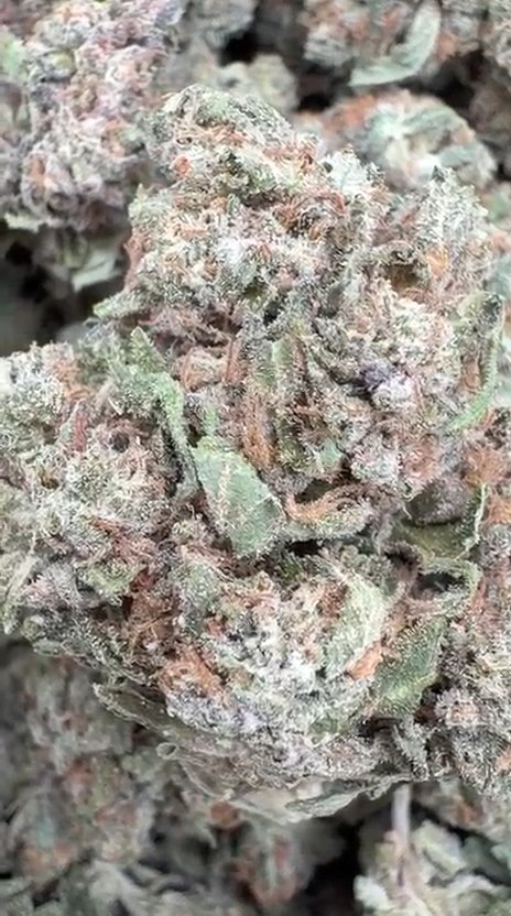 White Gelato - Bulk - Indica