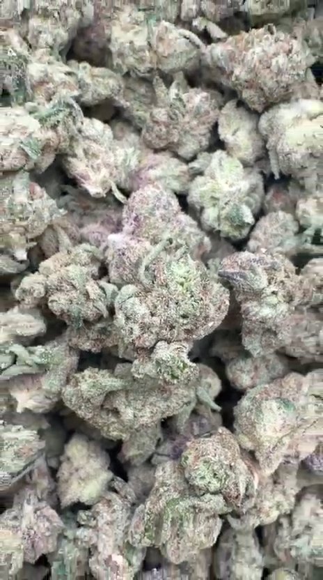 White Nerds Indoor Littles- Bulk Littles - Hybrid