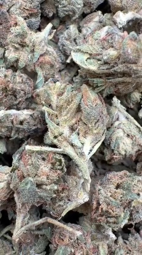Winter Breath Littles - Bulk Littles - Hybrid