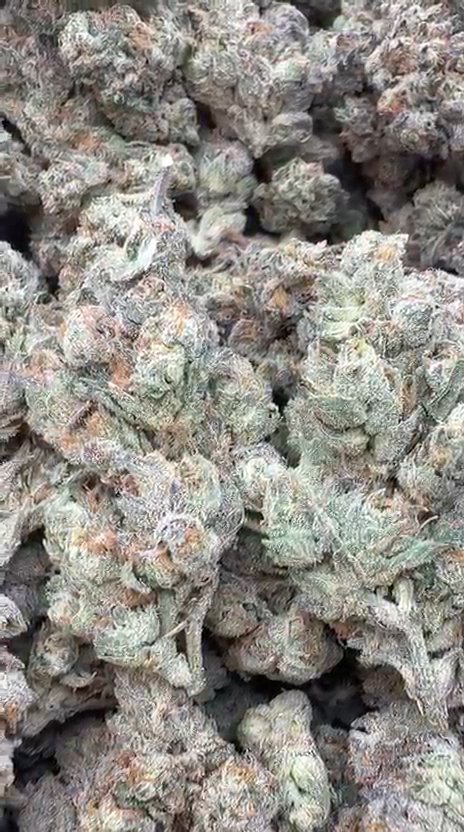Gummiez Indoor - Bulk - Hybrid