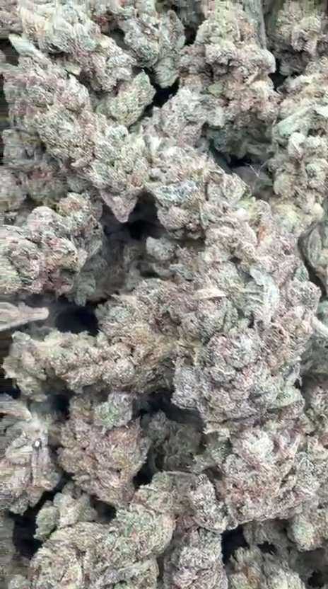 Zkittles x Mochi - Bulk - Hybrid
