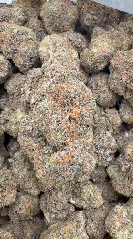 Zoapz Indoor - Bulk - Hybrid