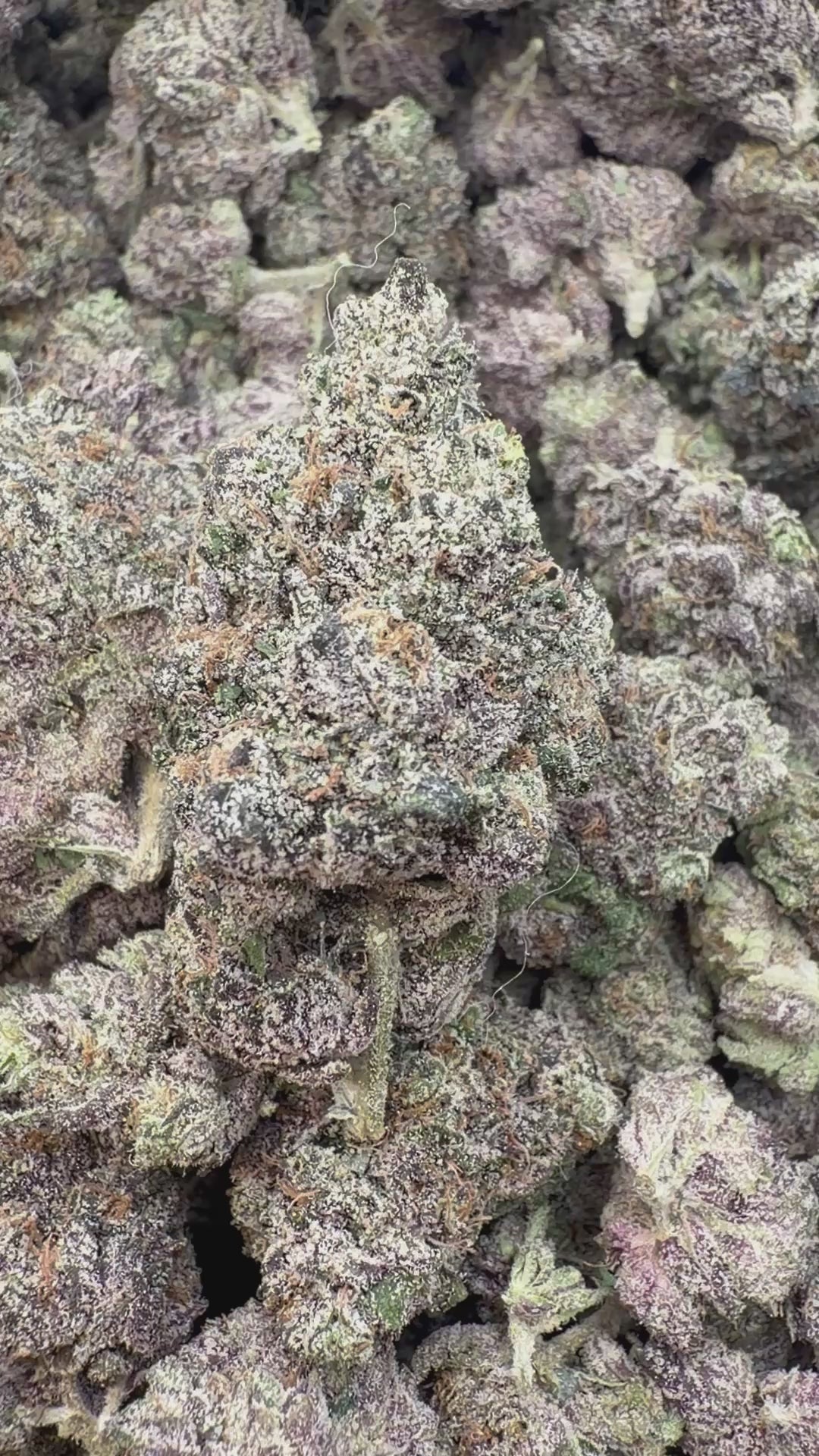 Versace Indoor - Bulk - Hybrid