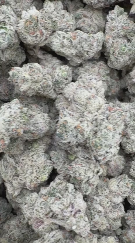 White Widow Indoor - Bulk - Hybrid