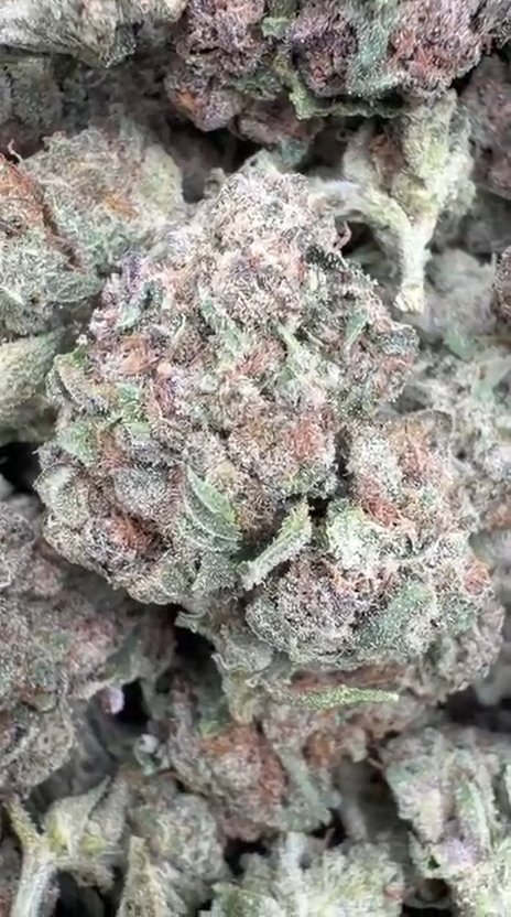 Berry Gelato - Bulk - Hybrid