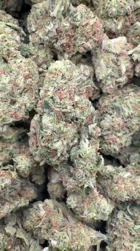 Beyond Blue Dream - Bulk - Sativa