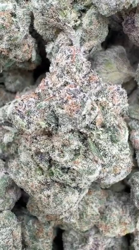 Blue Sherbs Indoor - Bulk - Sativa