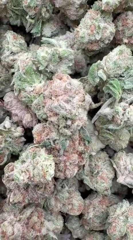 Blue Punch Littles - Bulk Littles - Indica