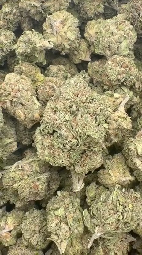 Bubble Yum - Bulk- Hybrid