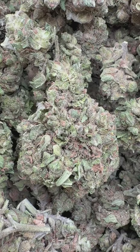 Northern Lights - Bulk - Indica