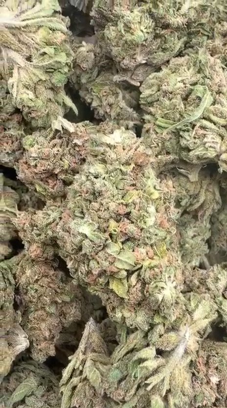 Chem Dawg - Bulk - Hybrid