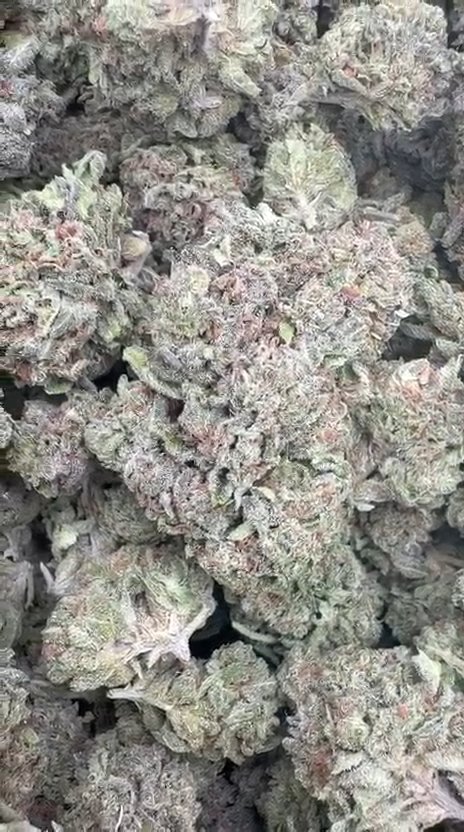 Churro - Bulk - Hybrid