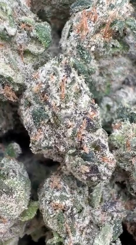 Boutique Exotics Detroit Runtz - Bulk - Hybrid