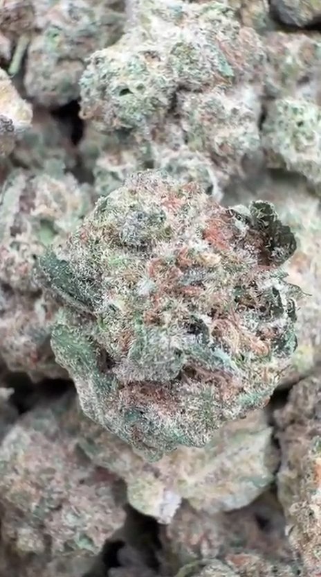 Do Si Dos Littles - Bulk Littles - Indica