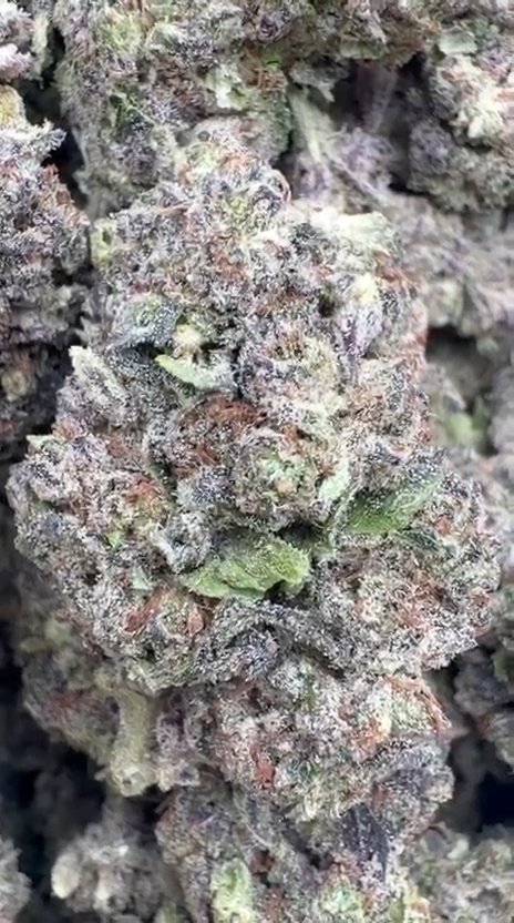 Donny Burger - Bulk - Indica