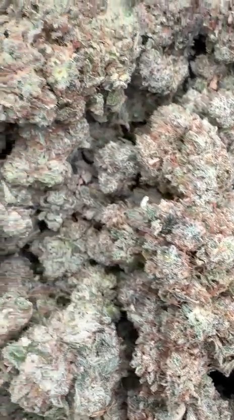 Elmer's Glue Indoor - Bulk - Hybrid
