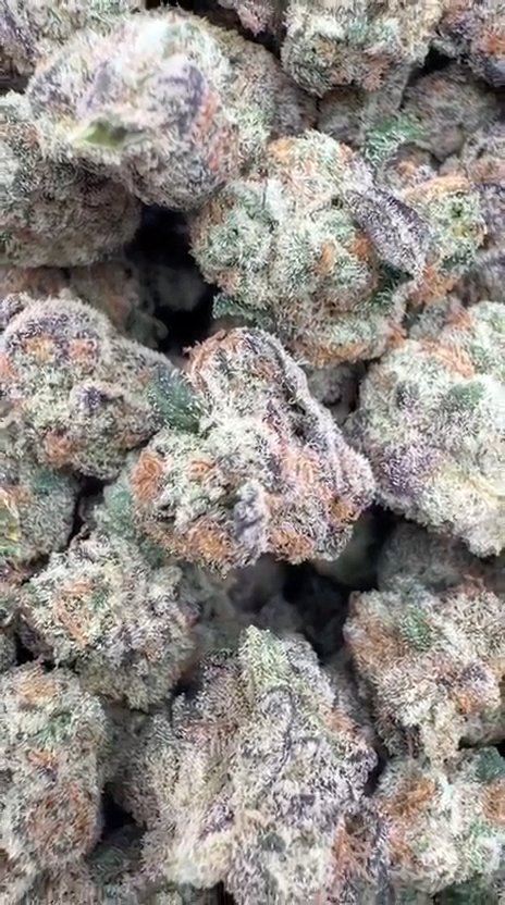 Gastro Bomb Indoor Littles - Bulk Littles - Indica