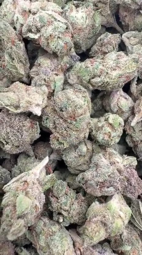 Gelato 33 Littles - Bulk Littles - Hybrid