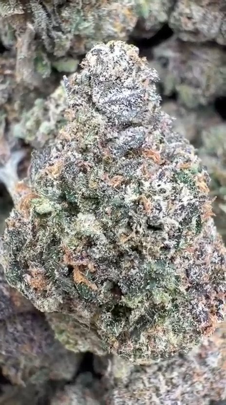 Grape Zkittles Indoor - Bulk - Hybrid