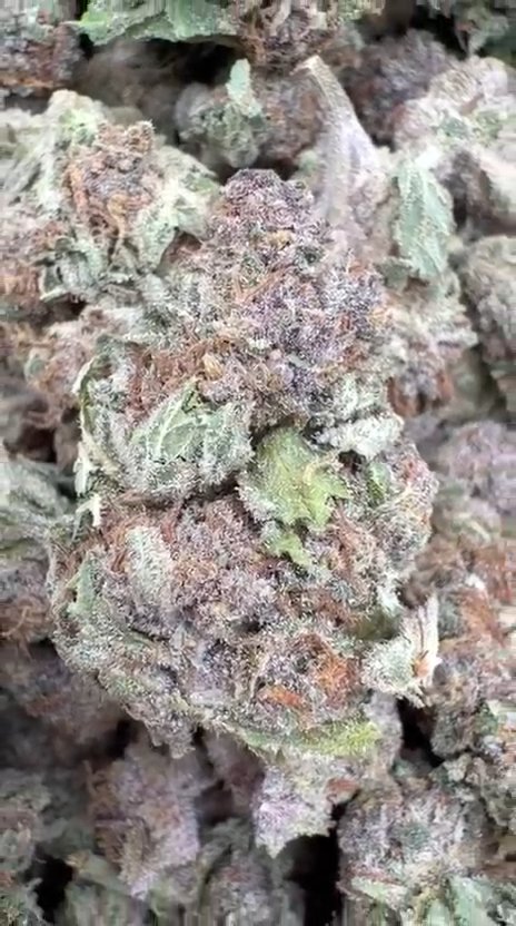 Grape Zkittles - Bulk - Hybrid