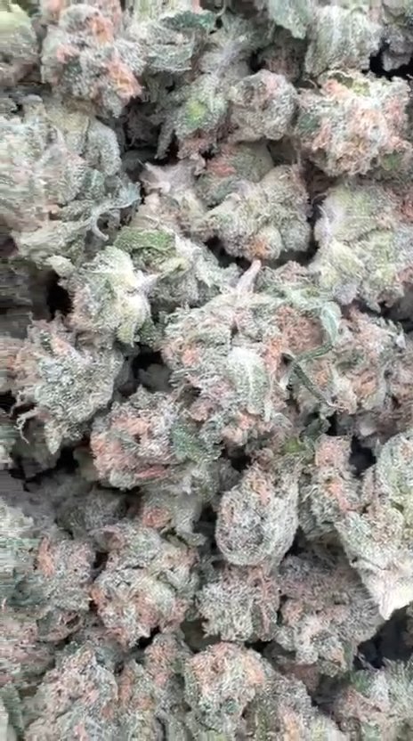 Guava Lato Indoor Littles - Bulk Littles - Hybrid