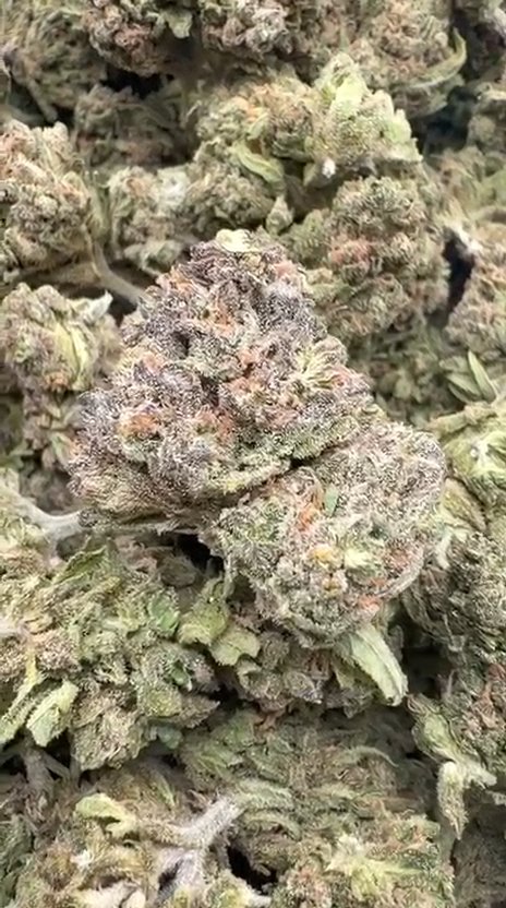 Hash Plant - Bulk - Indica