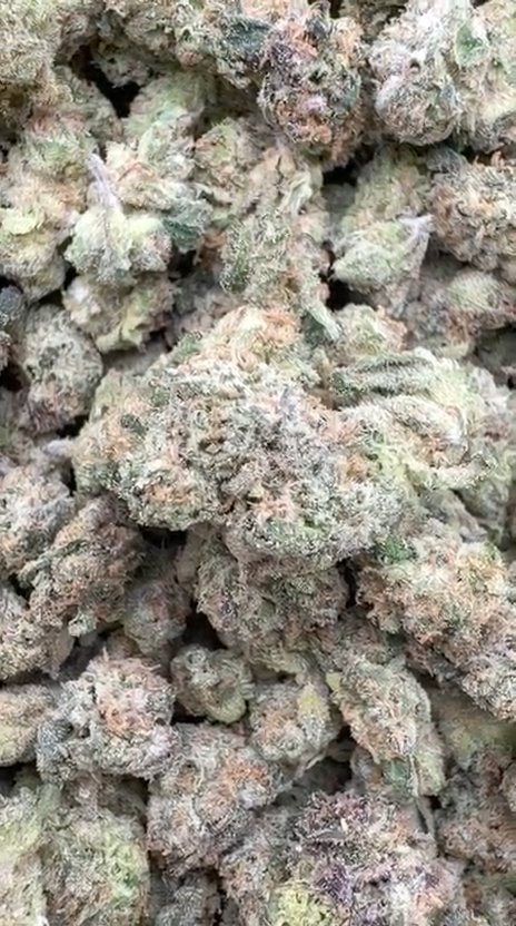 Illuminati Indoor Littles - Bulk Littles - Indica