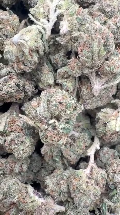 Kush Mintz Littles - Bulk Littles - Hybrid
