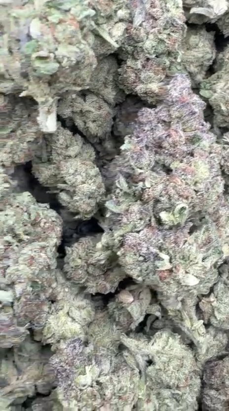 Lava Cake - Bulk - Indica