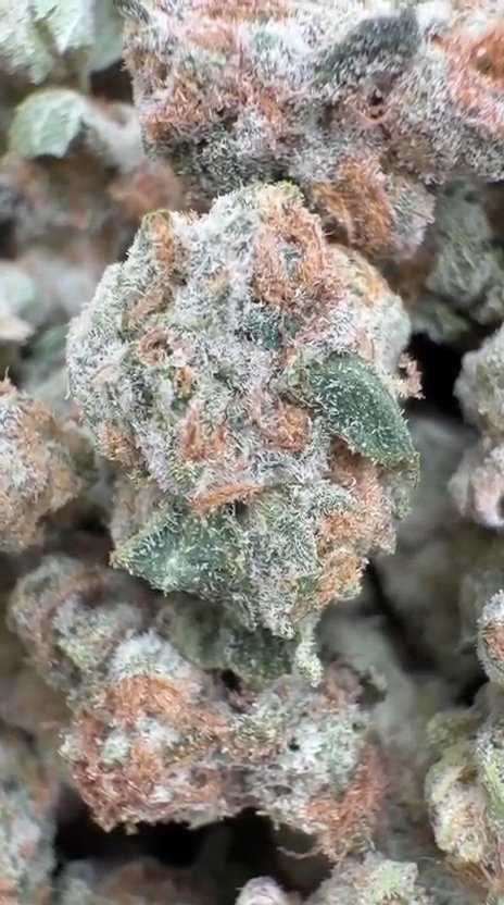 Lemon Fuel OG Littles - Bulk Littles - Hybrid