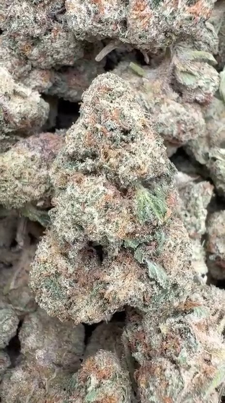 Lemonatti - Bulk - Sativa