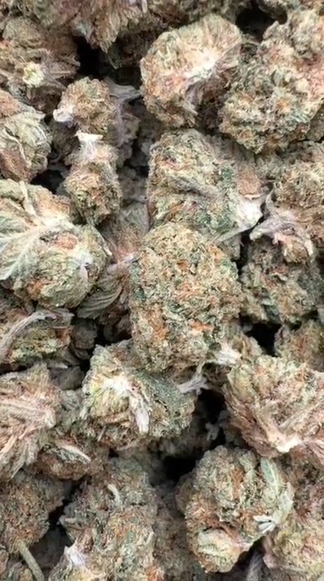 Lemonatti Littles - Bulk Littles - Sativa
